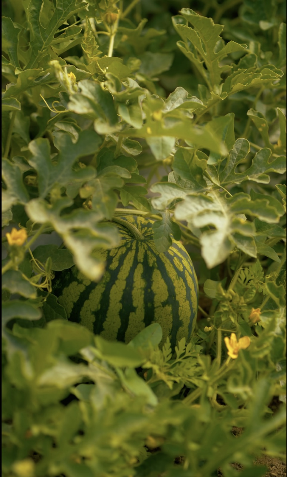 Picked Ripe, Never Rushed
